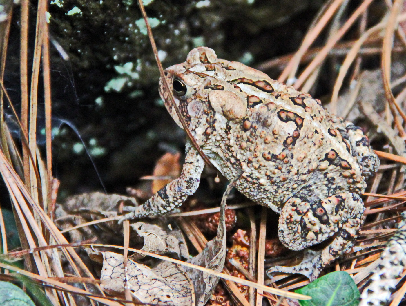 Fowler's Toad