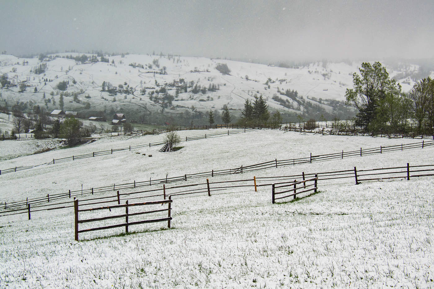 Frühling Schneefall