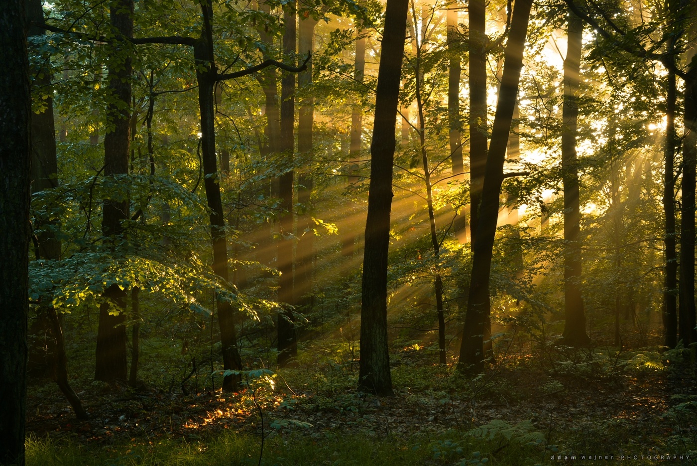 Forest symphony of light.
