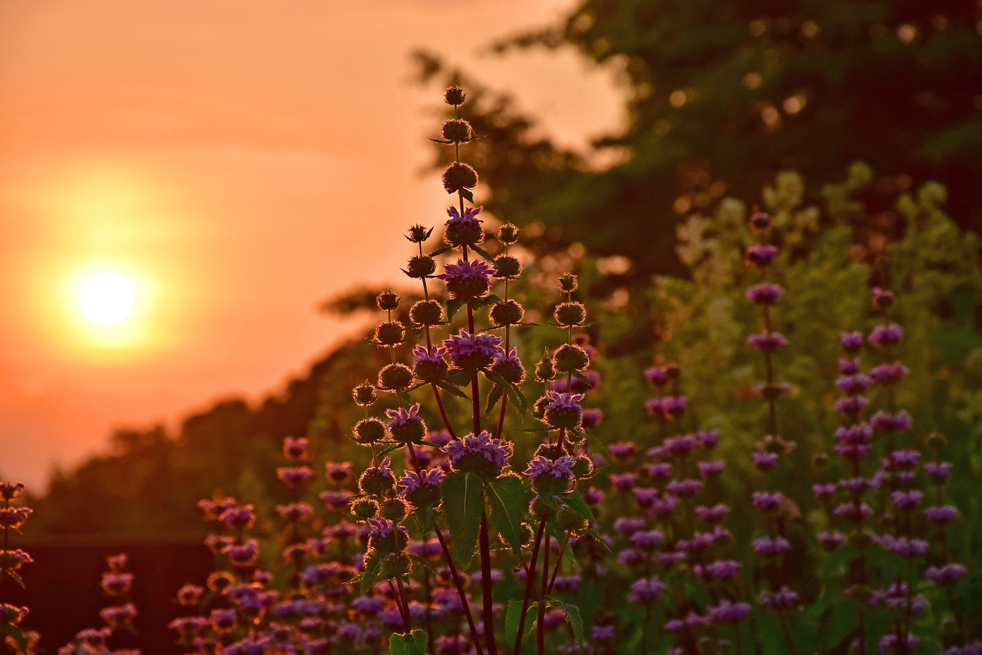 Purple Flower Sunrise