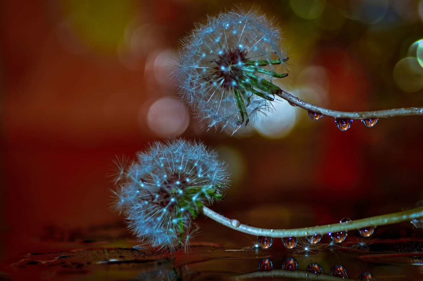 Flor en metamorfosis