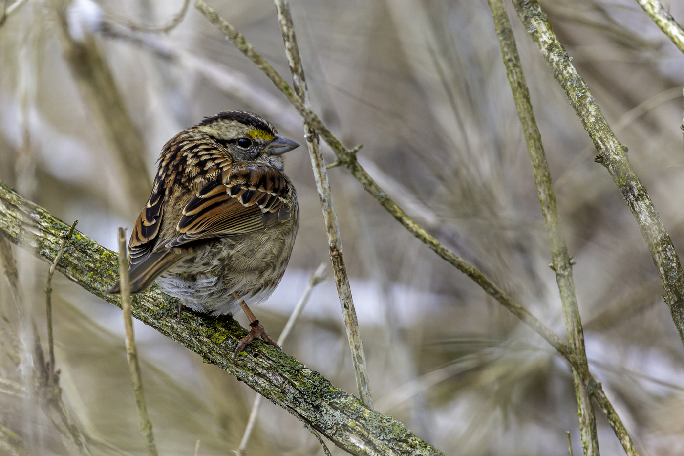 Winter Sparrow