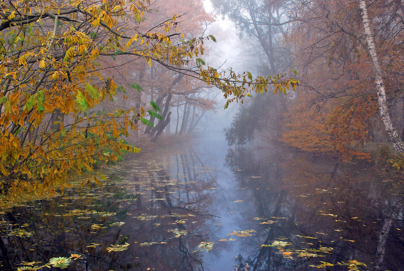 Autumn Fog by the River