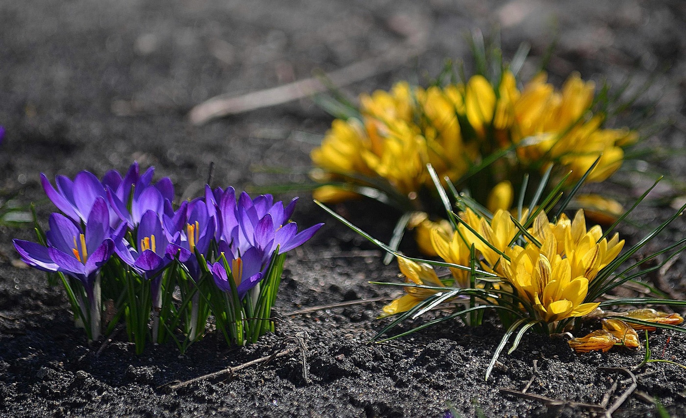 Krokusse.