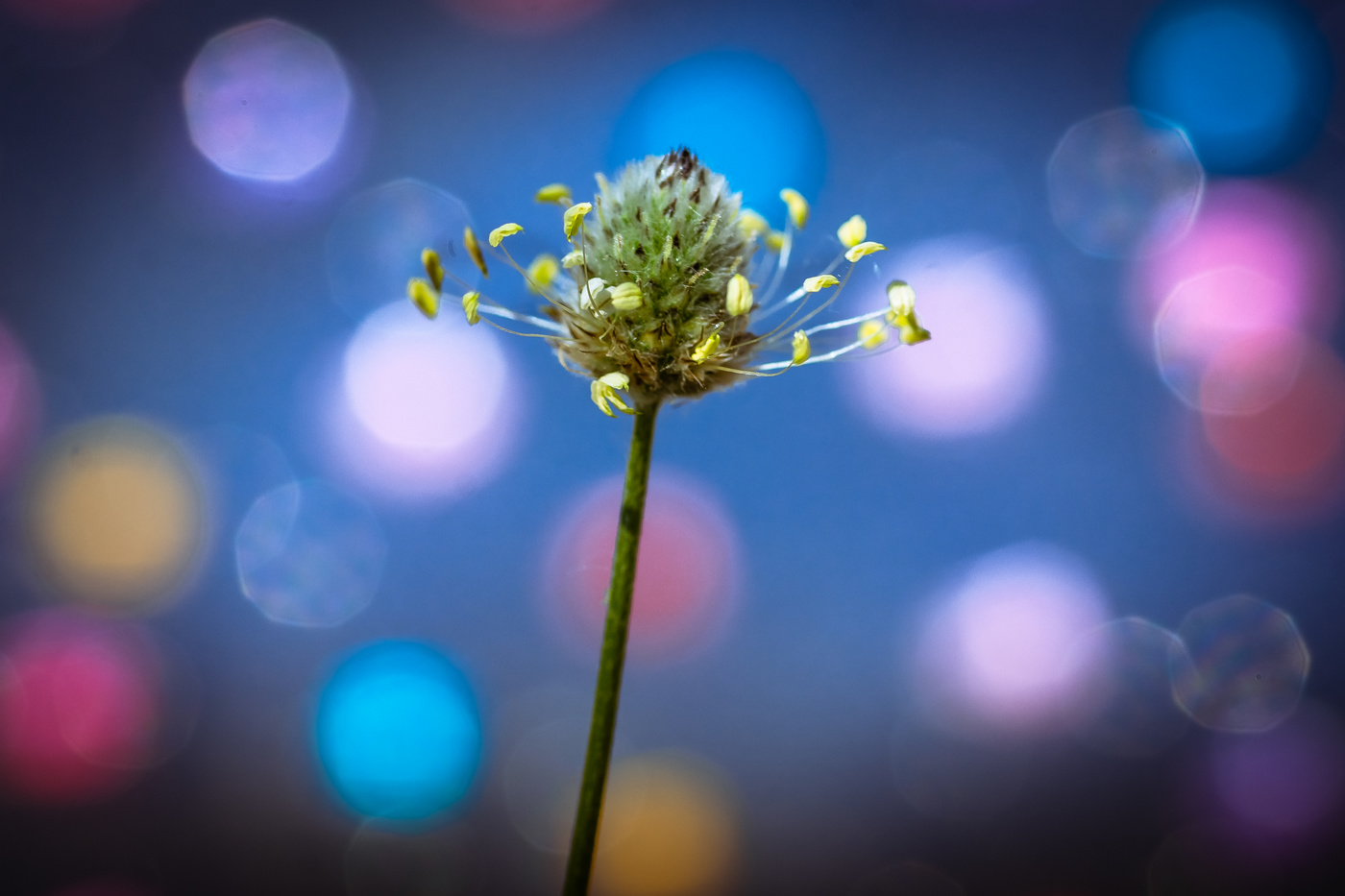 No identificad, flor de la primavera.