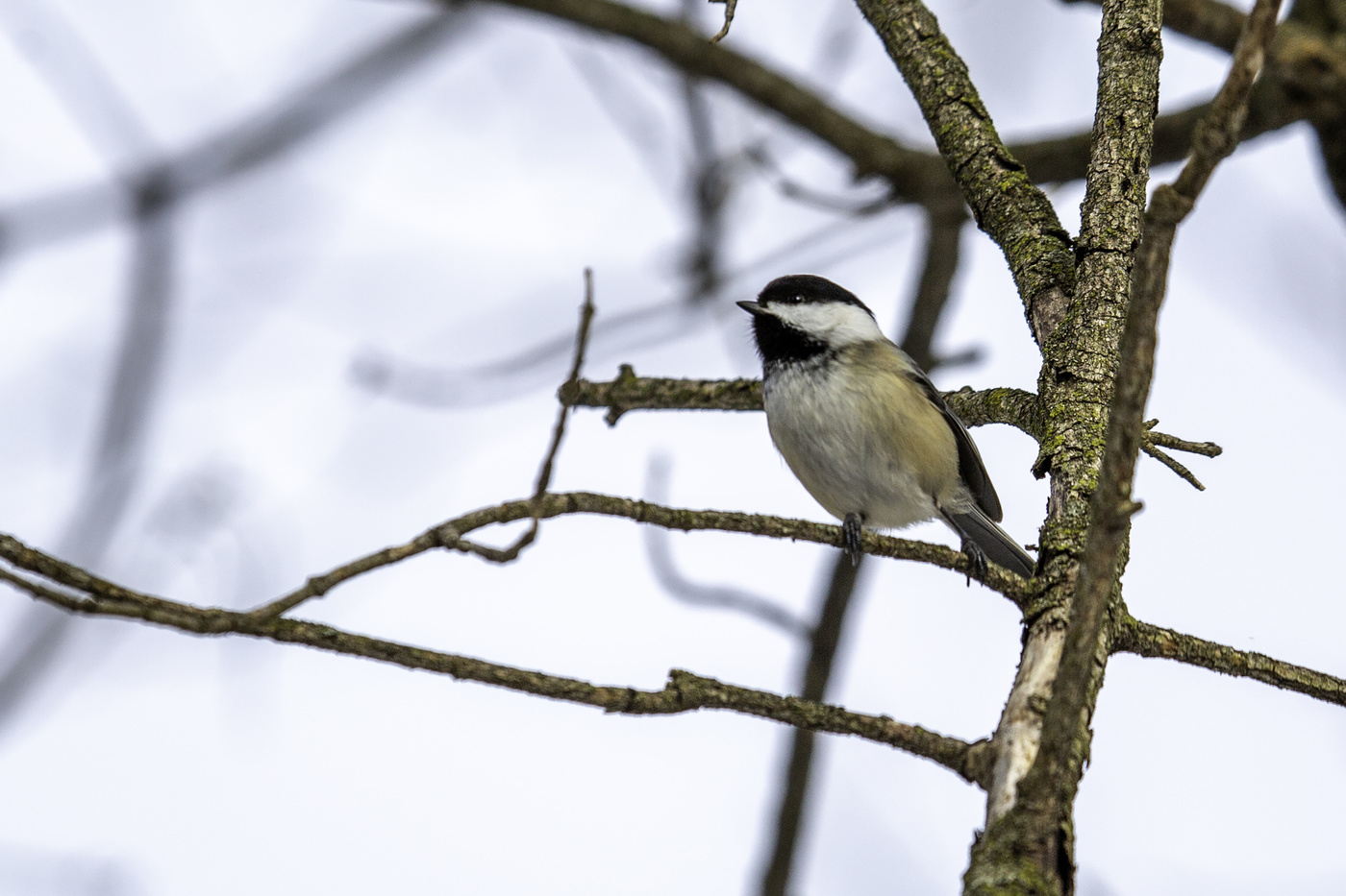 Black Capped Chickadee