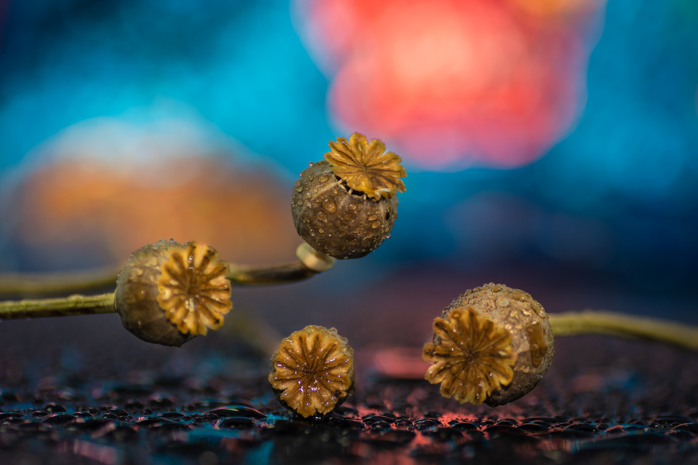 La amapola blanca estuvo...