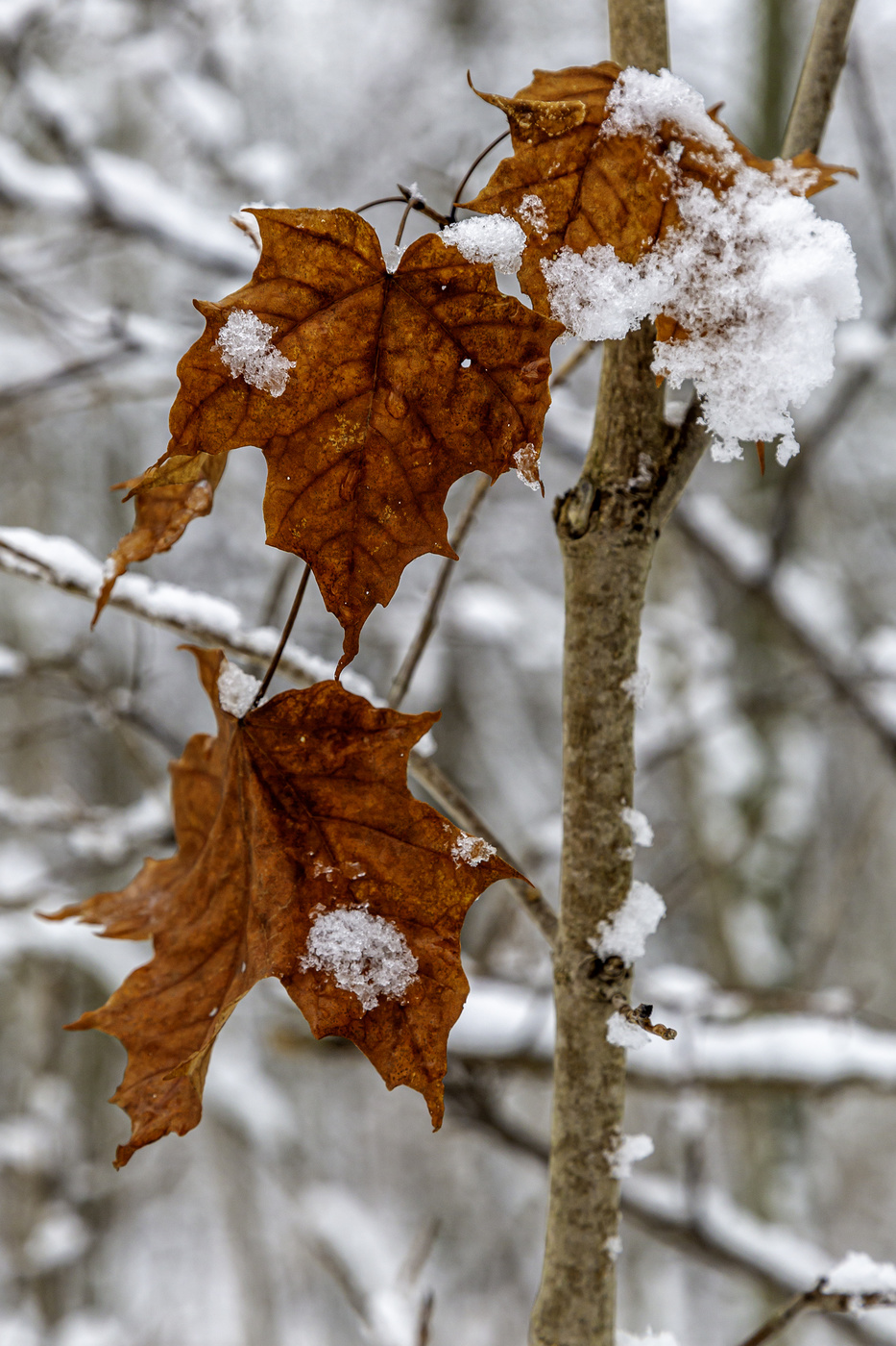 Red Leaves in Winter