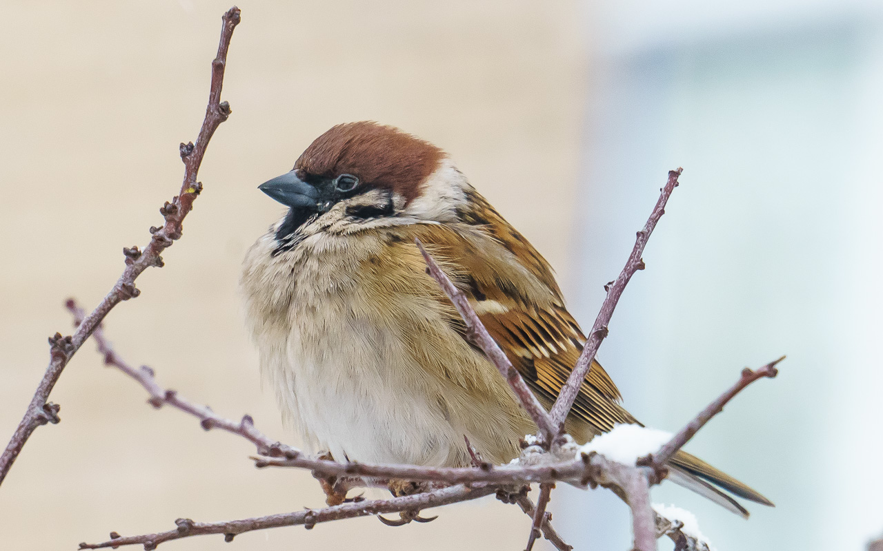 Warten auf den Frühling.