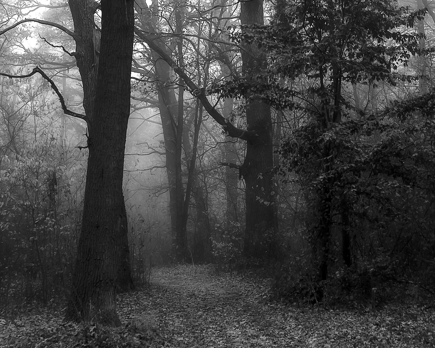 Nebel im Wald