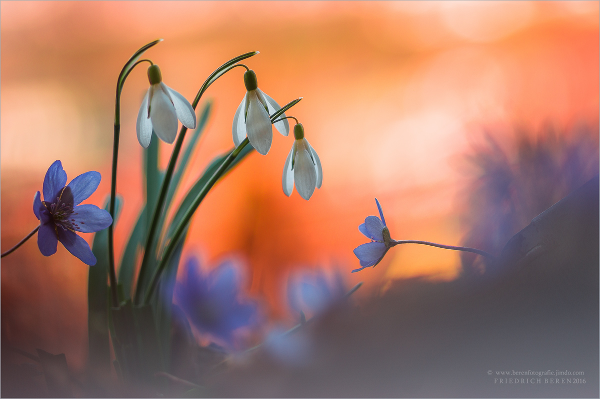 Frühlingserwachen #2