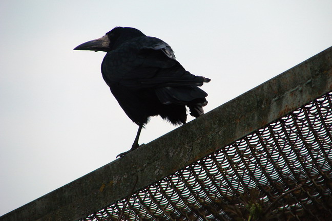 Krumkachovy tryptsіh. Adzіn.