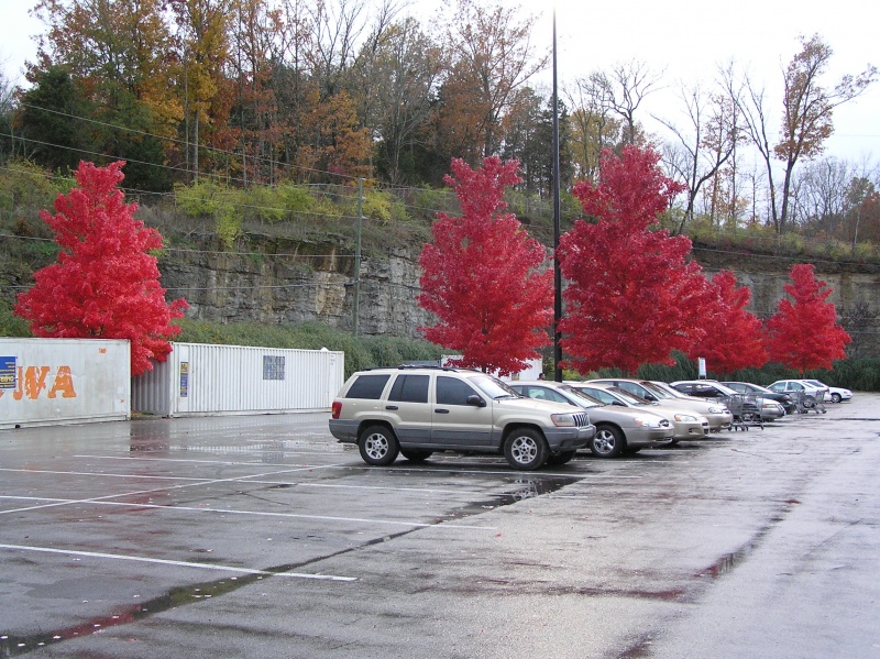 Red fallen auf einem grauen Hintergrund