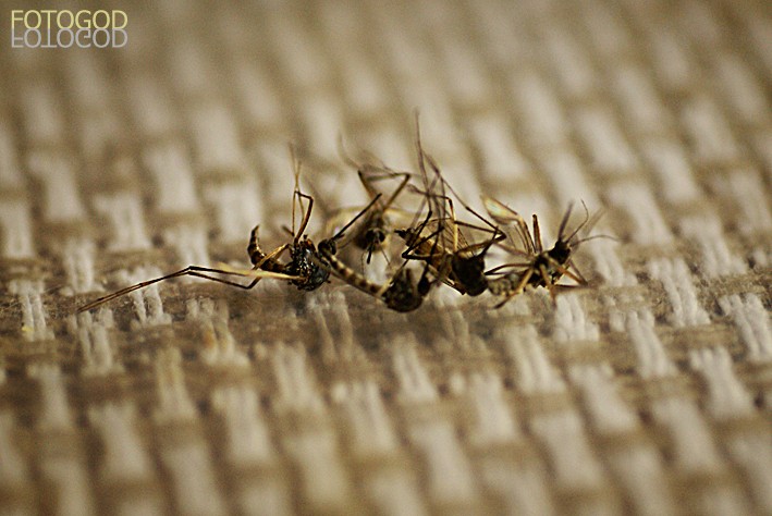 Friedhof der Kuscheltiere