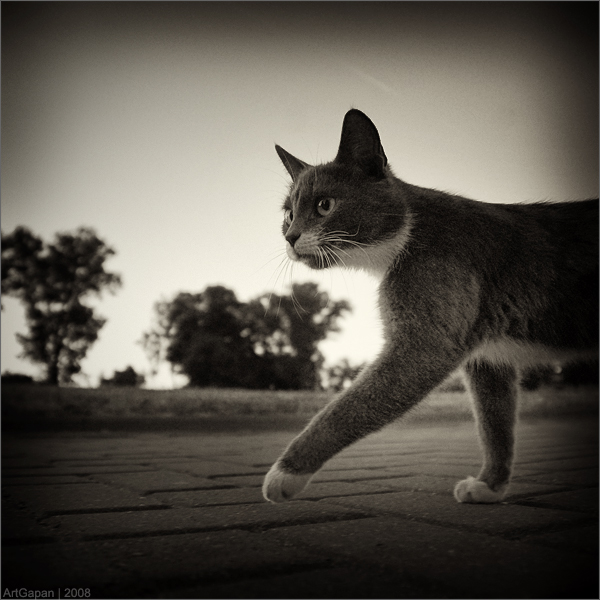 Polukotafota kommt ...