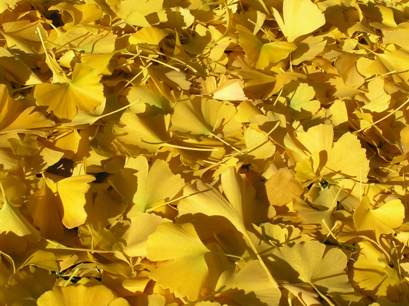 Fallen Schmetterling