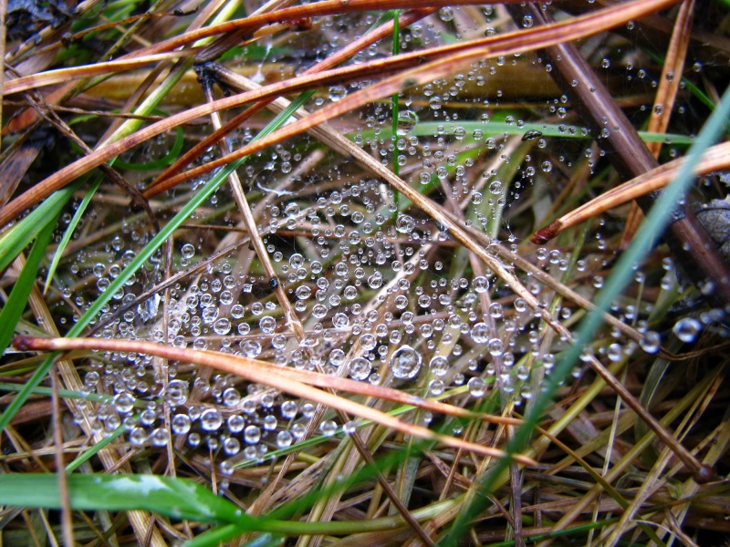 Tröpfchen auf dem Web