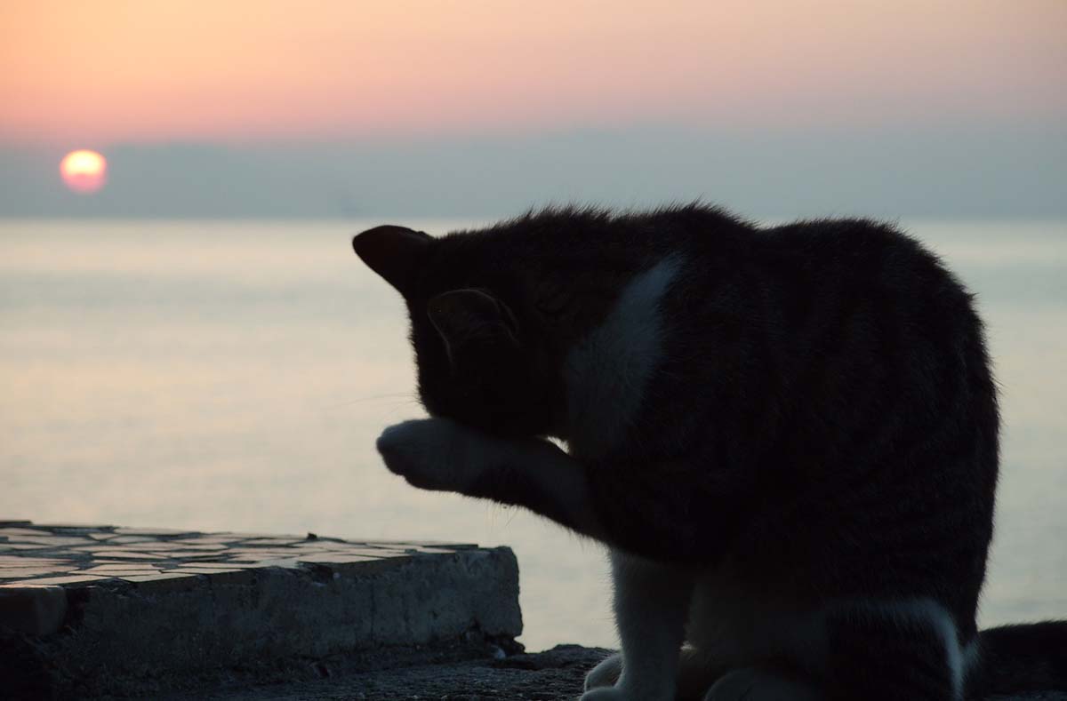 Gruß der Morgendämmerung ...