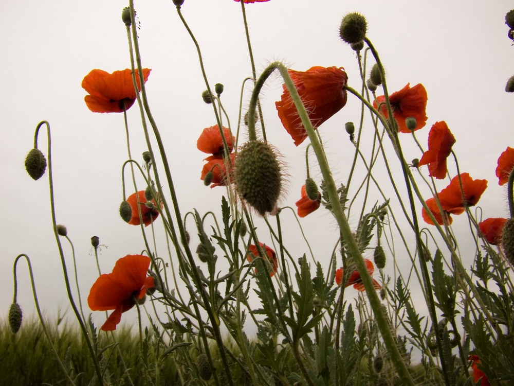 Mohn