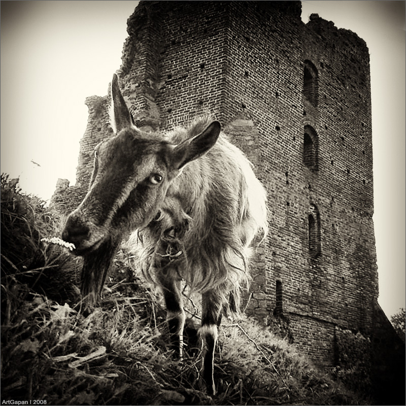 Aborigines Novogrudskii Schloss ...