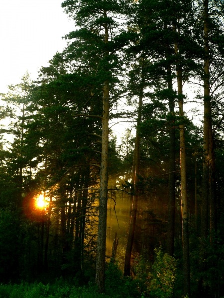 fast wie ein Shishkin