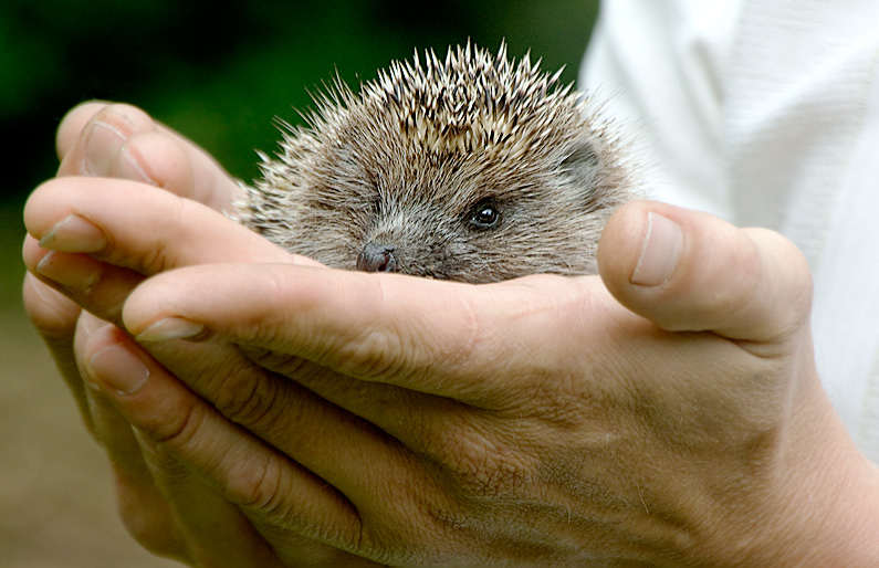 Ihr Leben retten ...