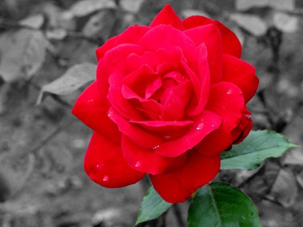 Farbfleck im grauen Leben