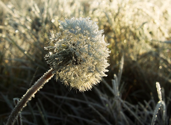 Autumn Frost