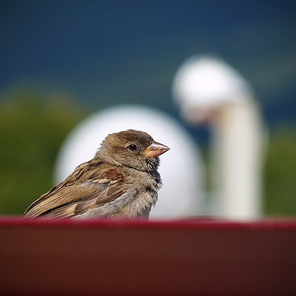 vorabey und (Schwan)
