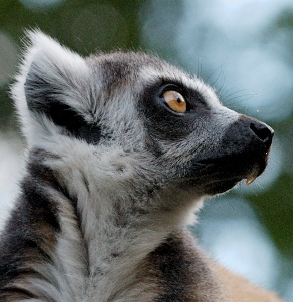 Lemur