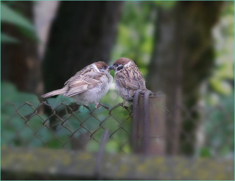 Elterliche Zuneigung