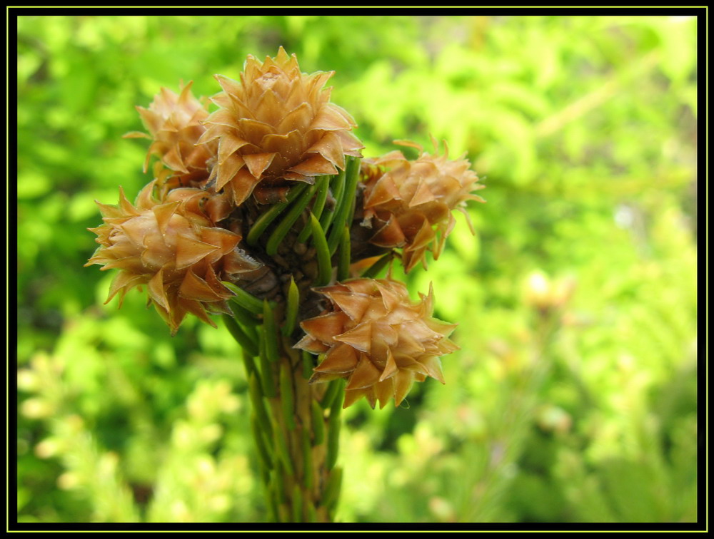 Wunder der Forstwirtschaft ... ))