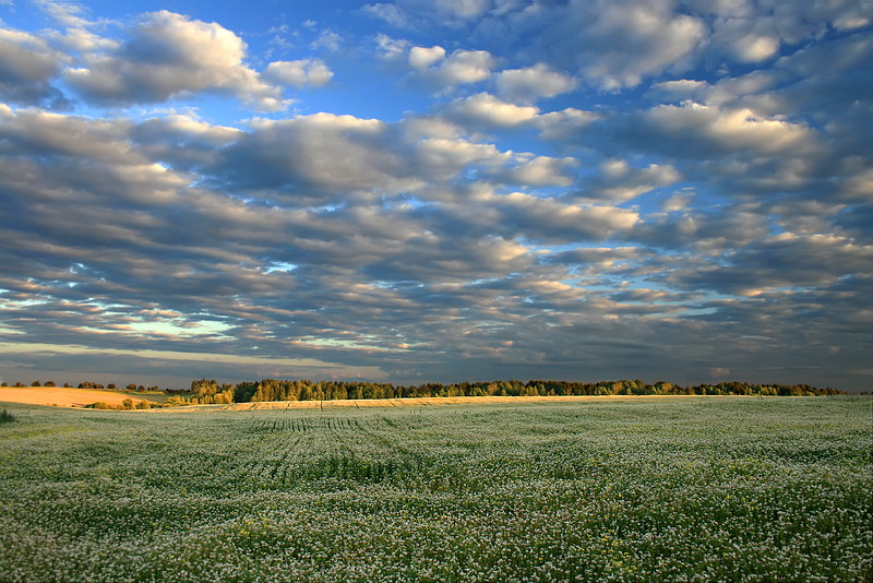 Buchweizen Feld