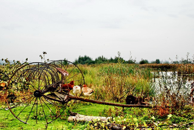 ... Versammlungen ...