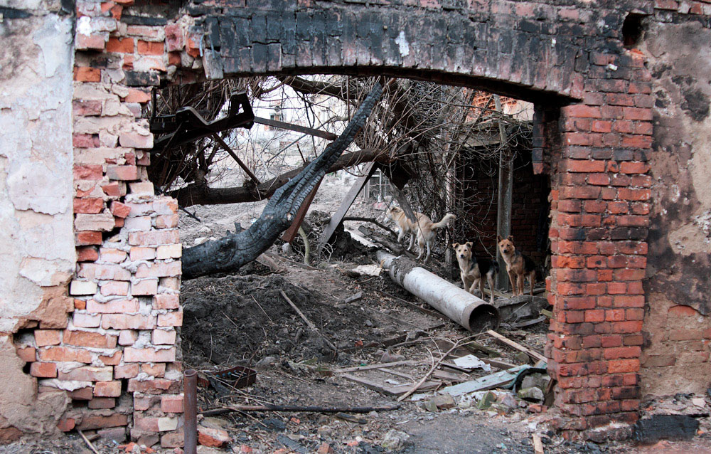 neue Bewohner der Altstadt