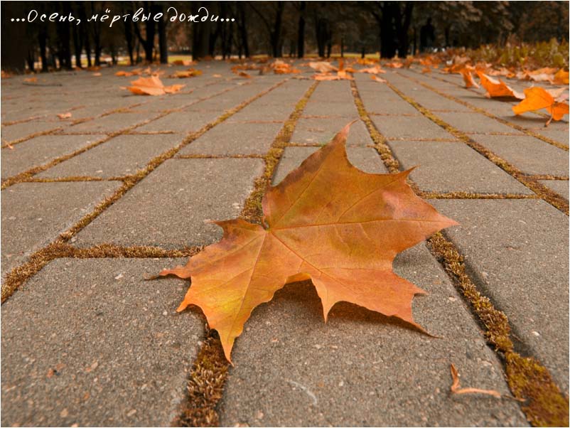 Herbst, die Toten regen
