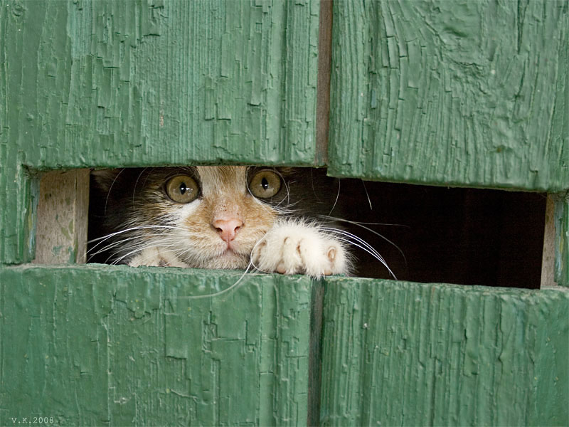 zu geben! Gebt mir die Freiheit!)