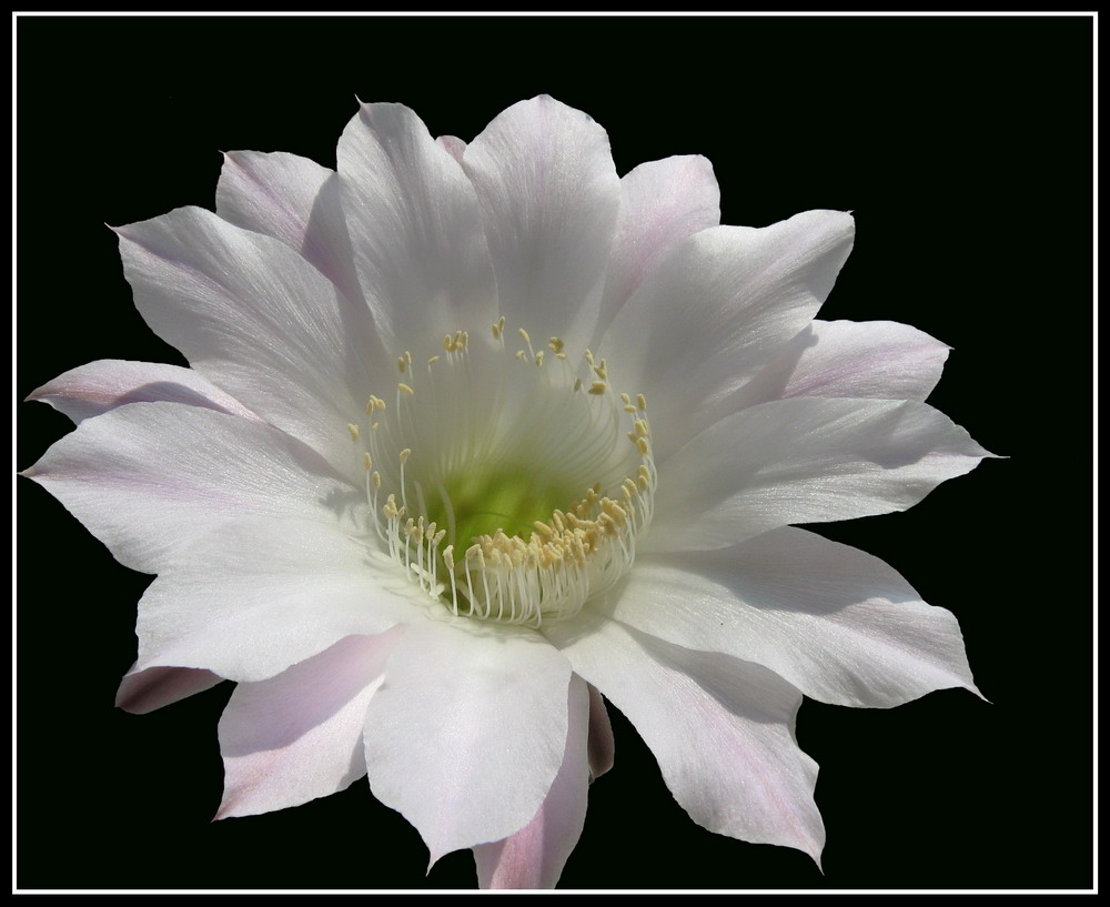 Elven Blume Zärtlichkeit