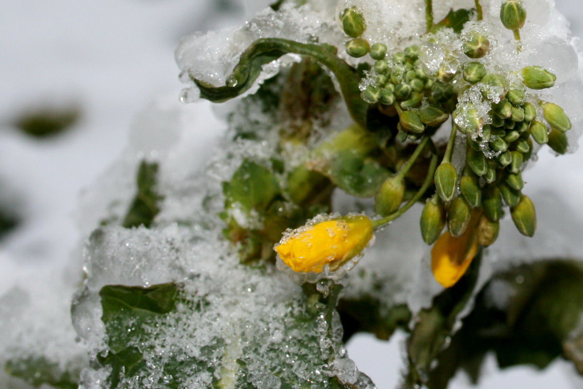 Schneeglöckchen fast ...