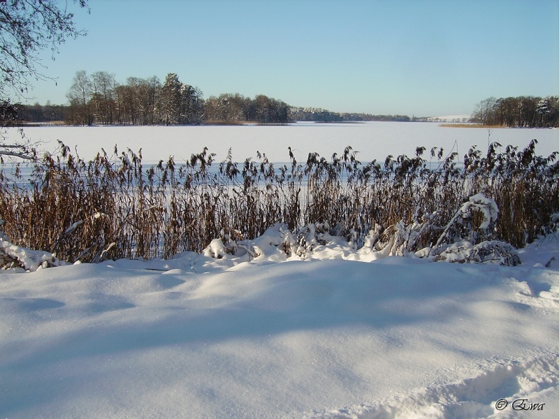 Und es gab rauschenden Schilf ...