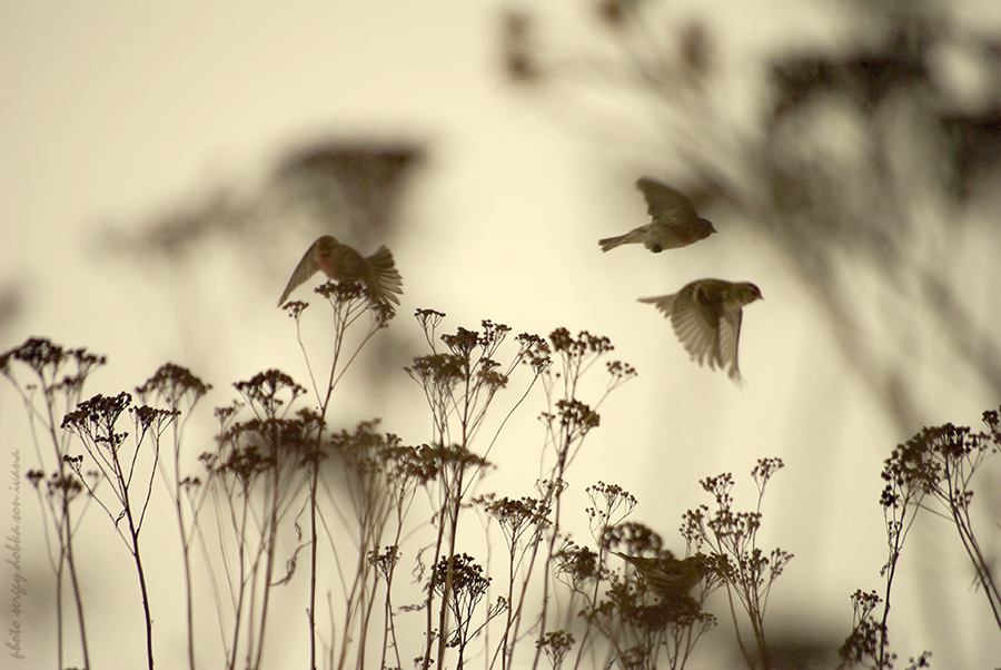 ...flying shadows...