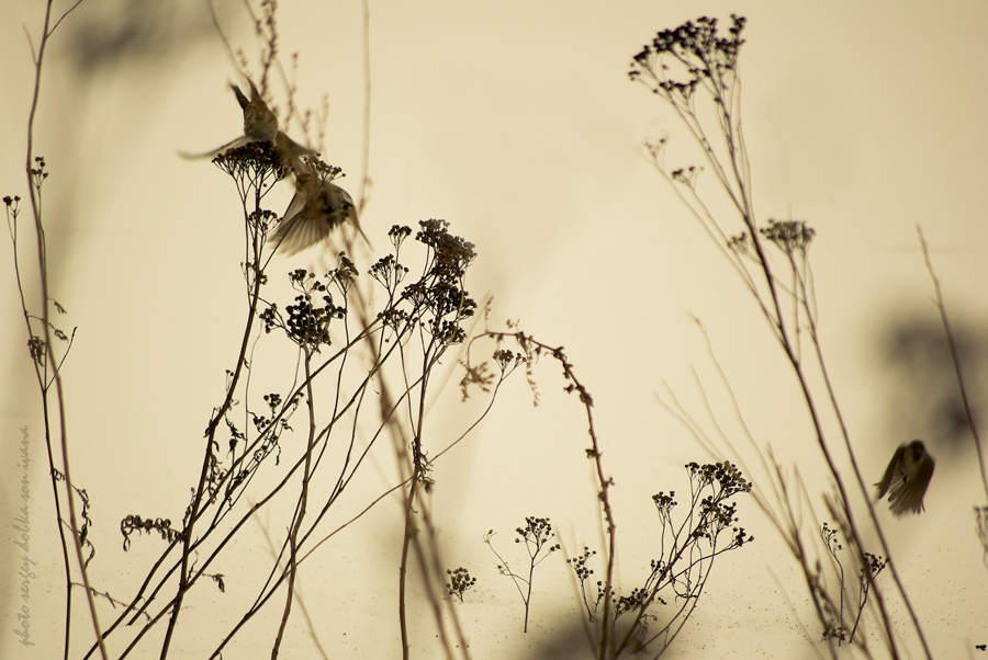 ...flying shadows...(II)