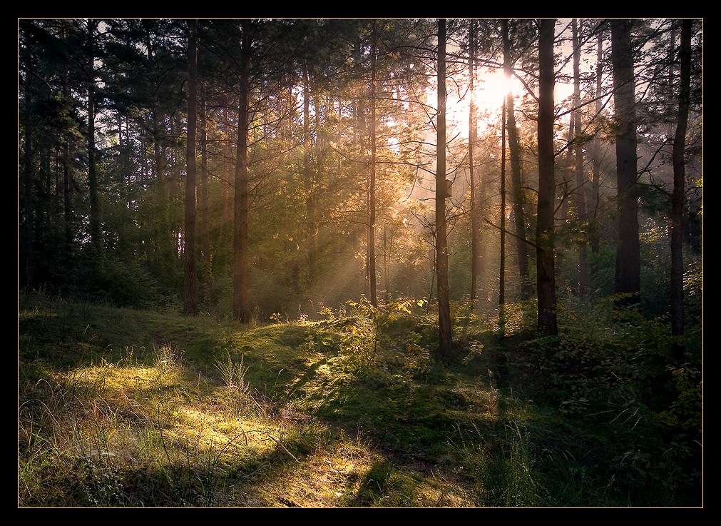Morgen im Wald ...