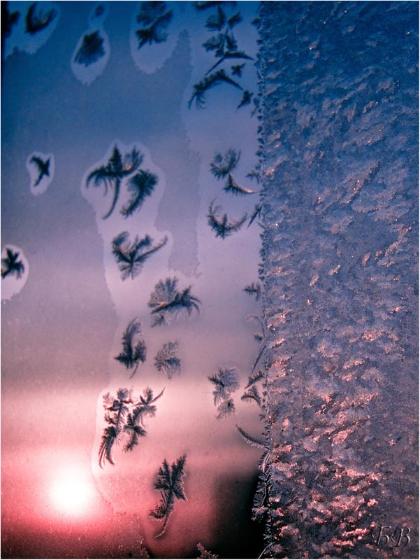 Wir rocken die Paradiesvögel