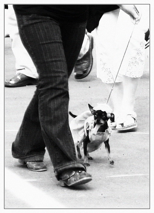 Von den Glamour. Doggy:)