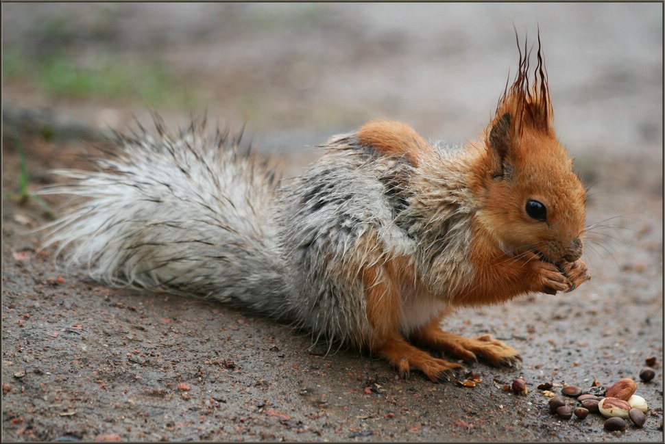Der Appetit kommt nach dem regen