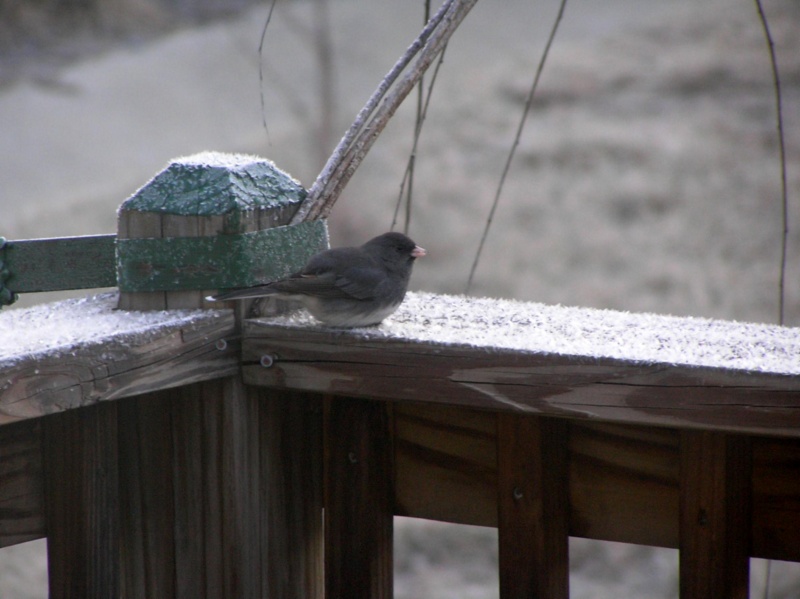 Eh, würde Korn sein ...