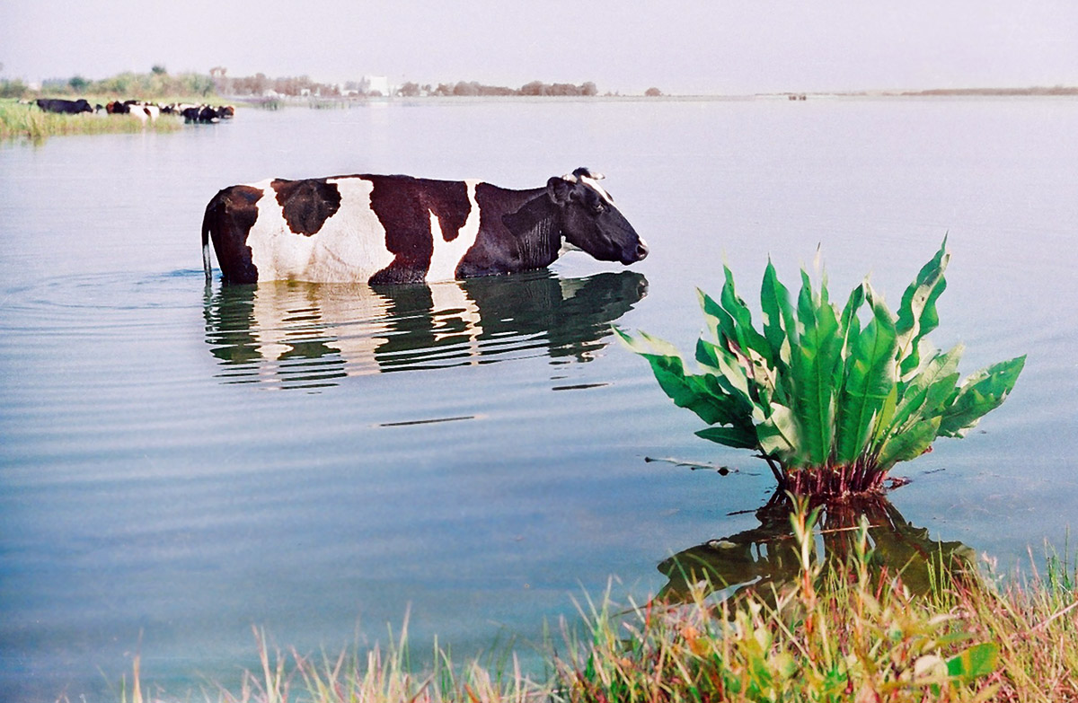Ich kiselyu papits ... i pamachyts Schwanz.