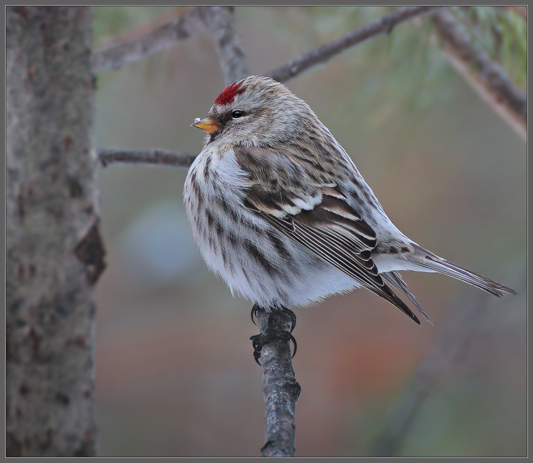Herold des Frühlings
