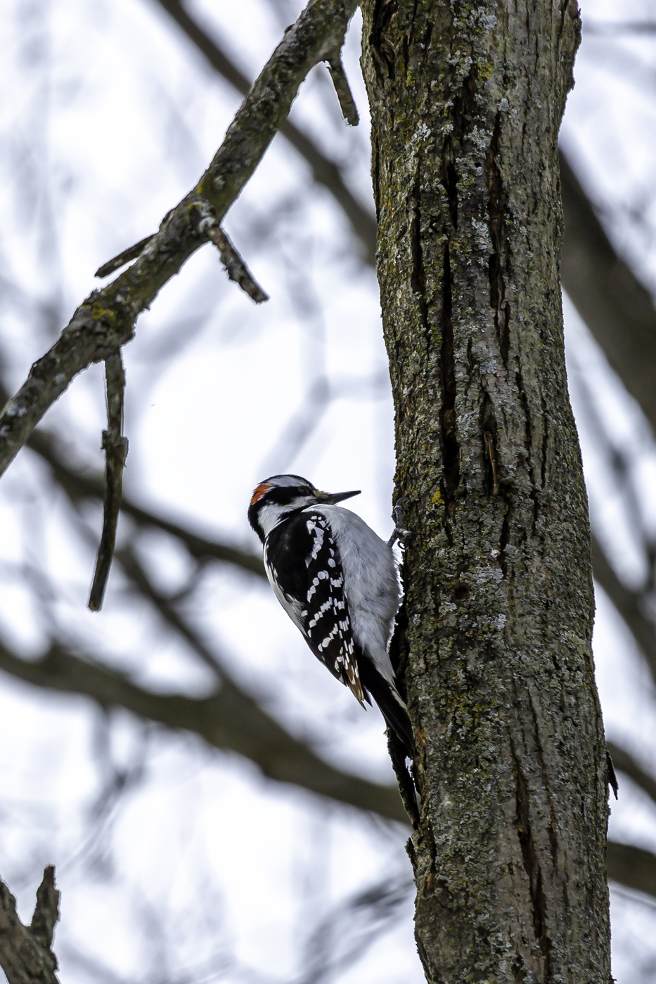 Downy Woodpecker